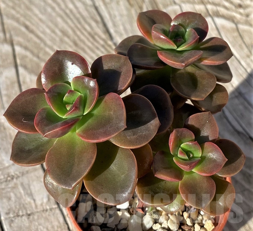SHND22117 Echeveria ‘Melaco’ - Image 2