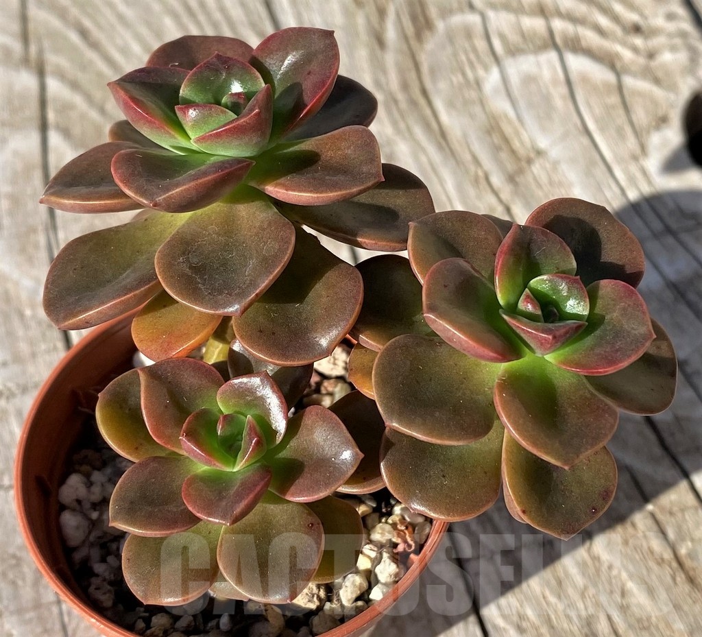 SHND22117 Echeveria ‘Melaco’