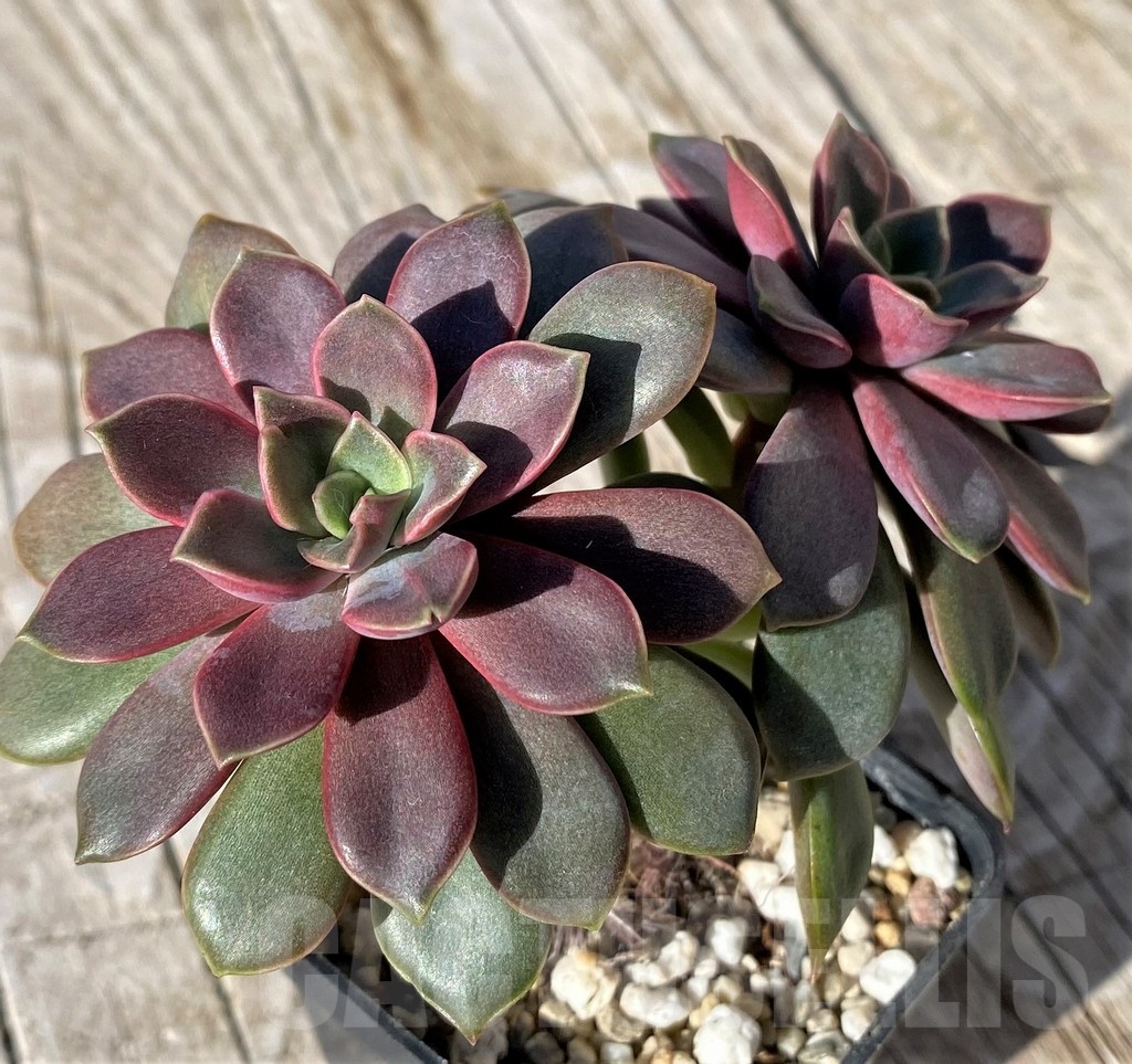 SHND22118 Echeveria ‘Mina’