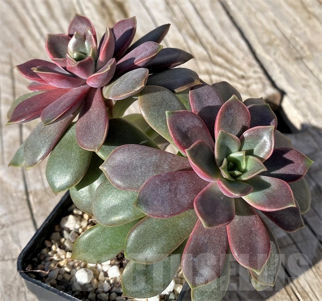 SHND22118 Echeveria ‘Mina’ - Image 2