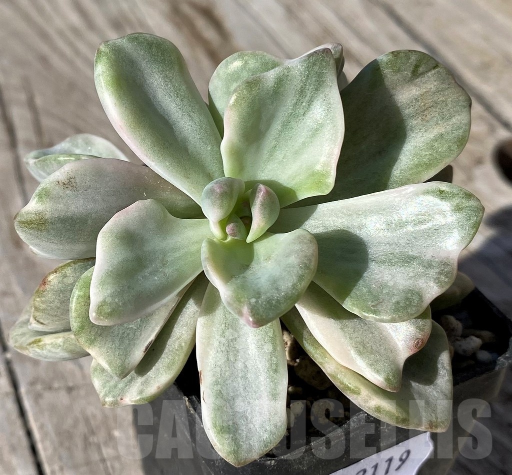 SH22119 Graptoveria ‘Mrs Richards’ f. variegata - Image 2