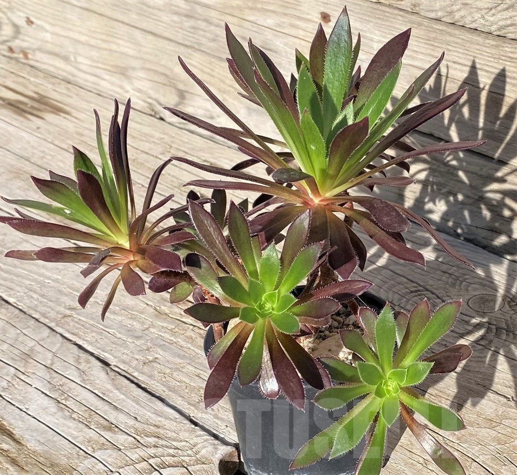 SH22102 Aeonium simsii x 'Zwartkop' - Image 2
