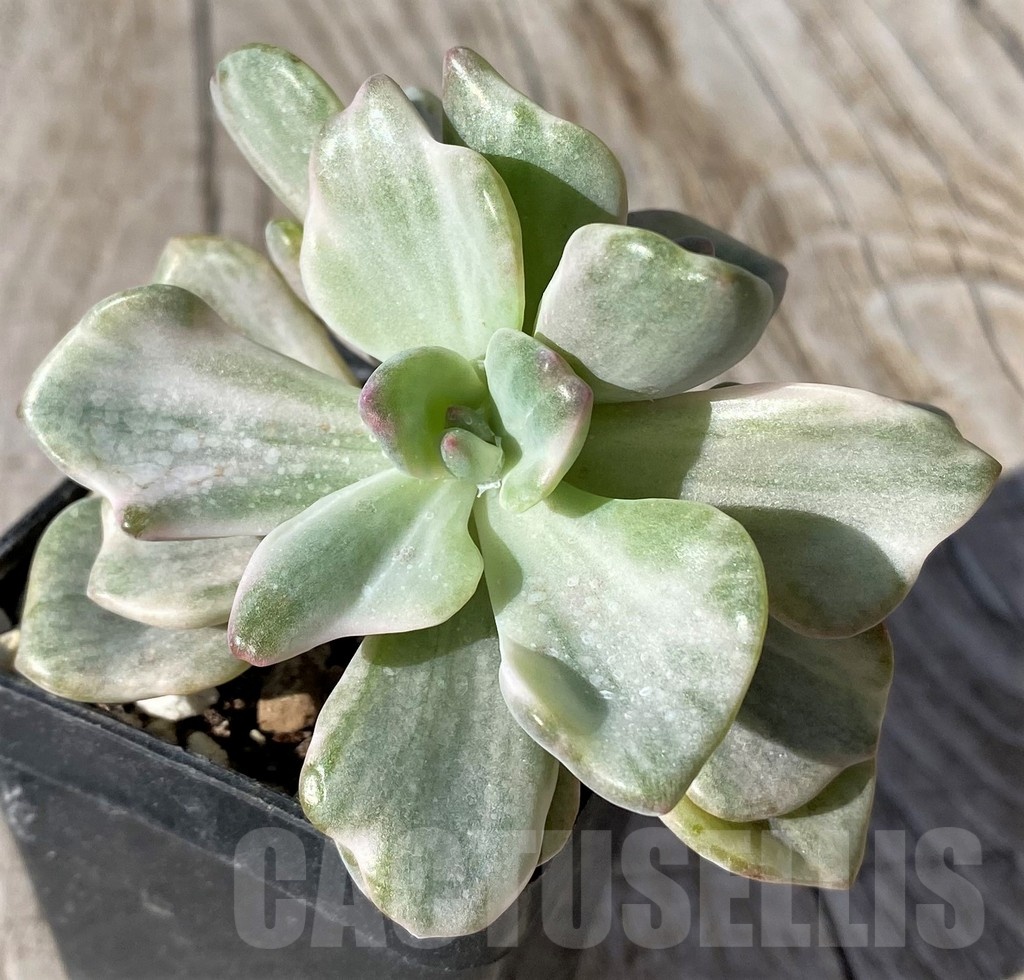 SH22119 Graptoveria ‘Mrs Richards’ f. variegata