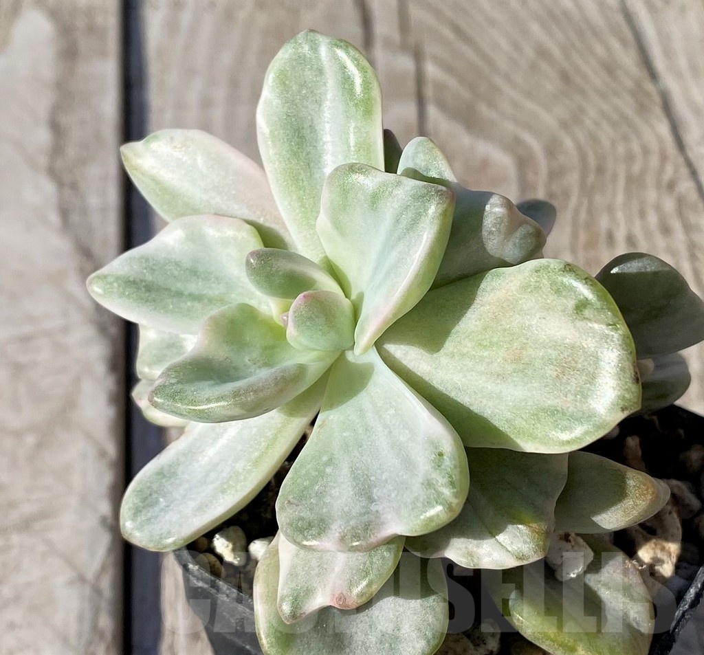 SH22119 Graptoveria ‘Mrs Richards’ f. variegata - Image 3