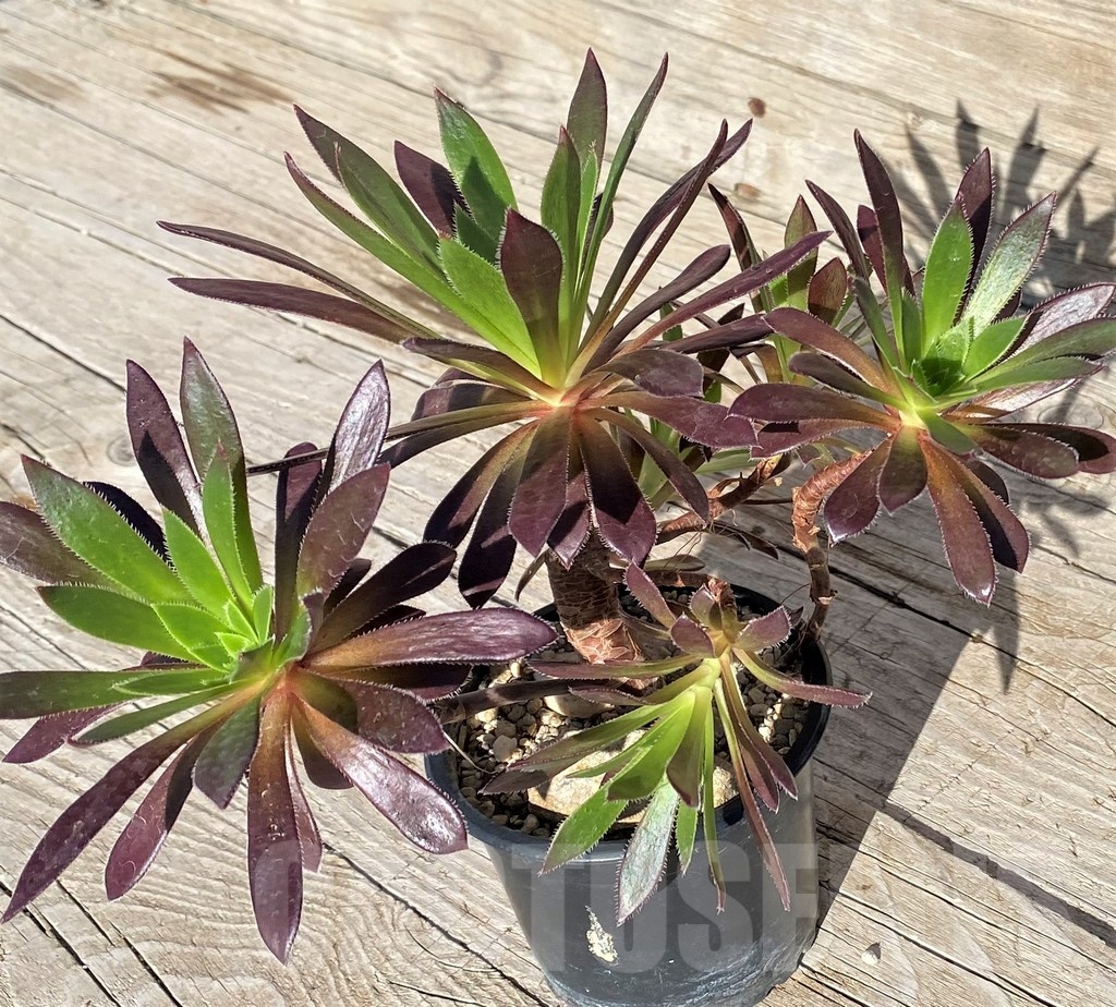 SH22102 Aeonium simsii x 'Zwartkop'