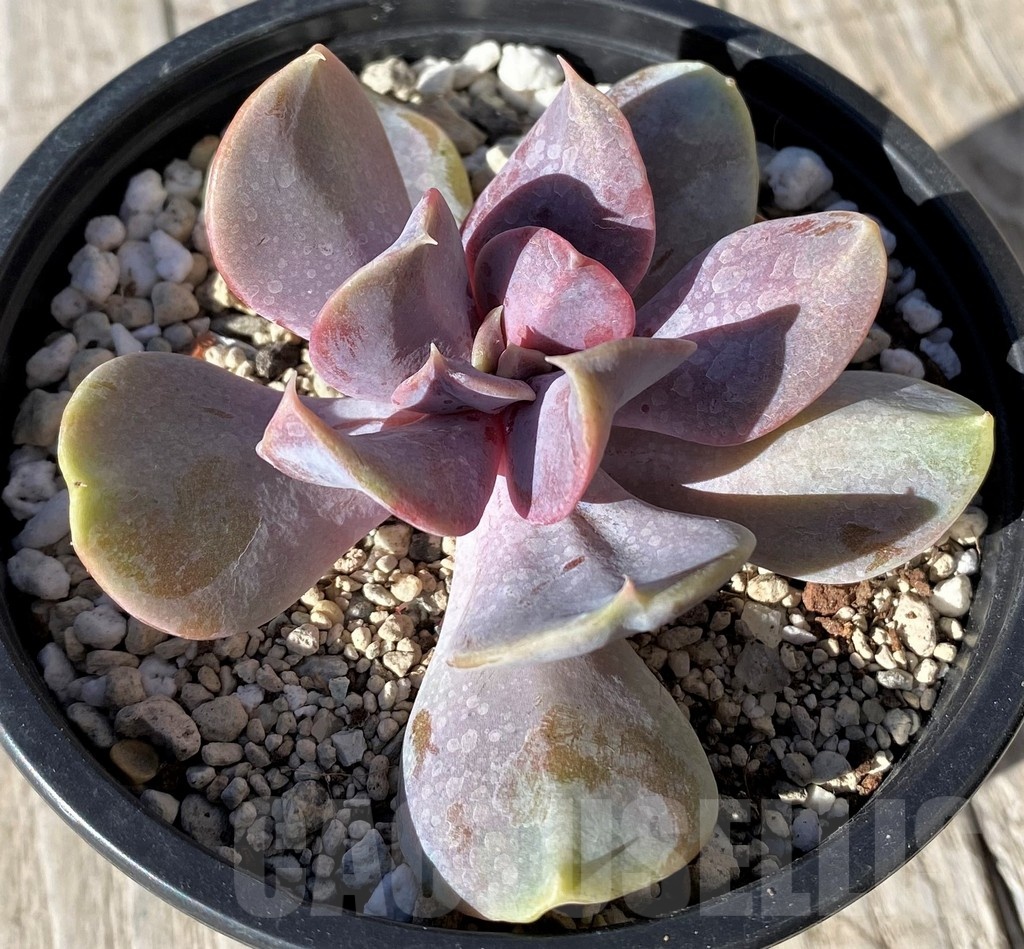 SH22123 Echeveria 'Serena' - Image 2