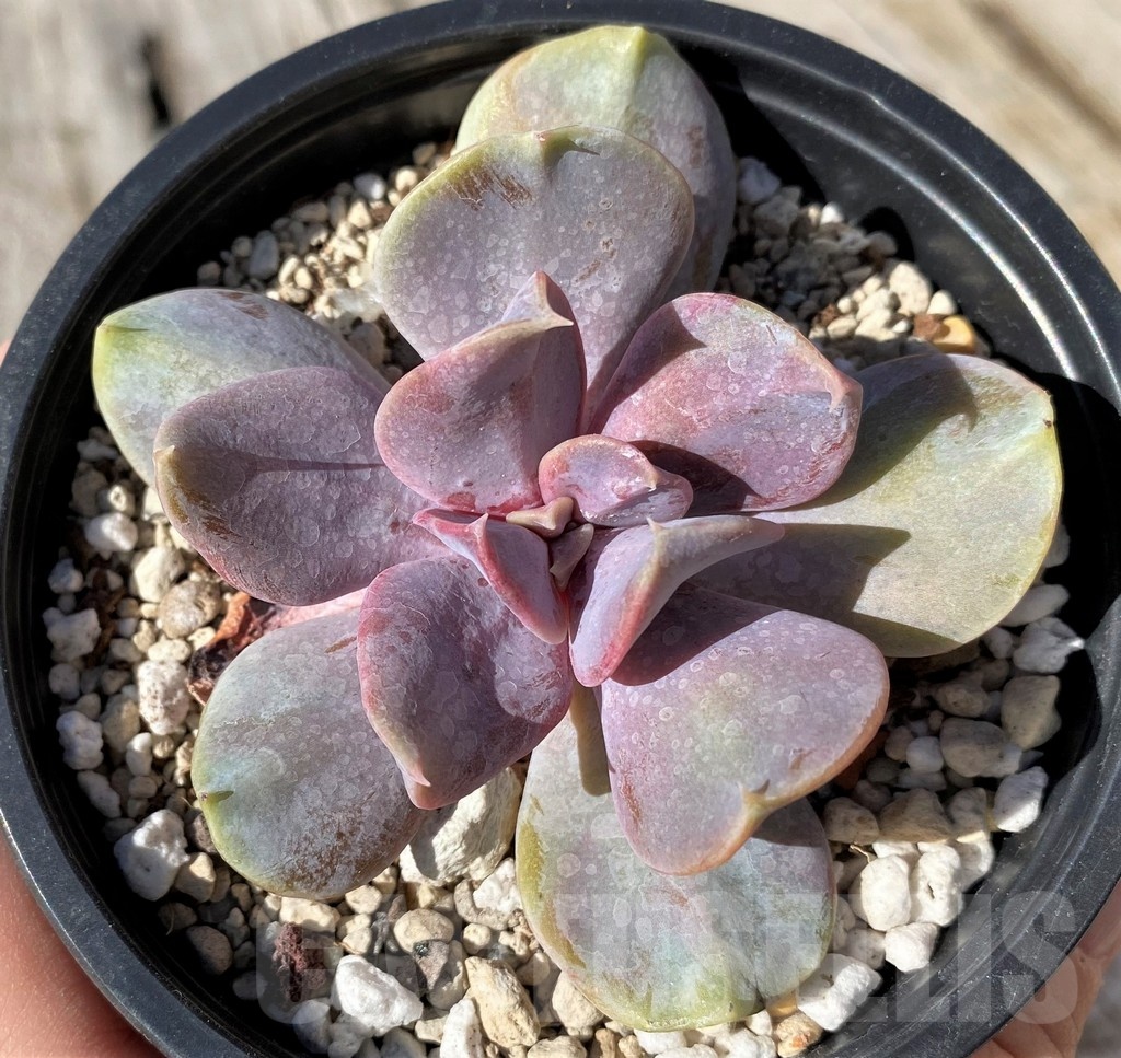 SH22123 Echeveria 'Serena'