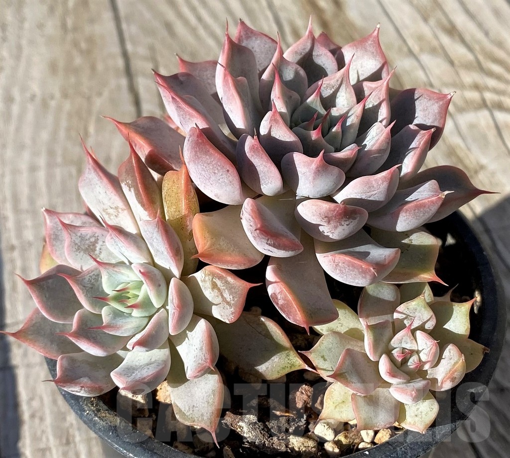 SH22125 Echeveria mexicensis - Image 2
