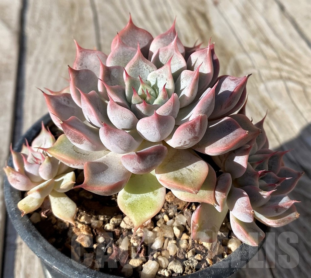 SH22125 Echeveria mexicensis