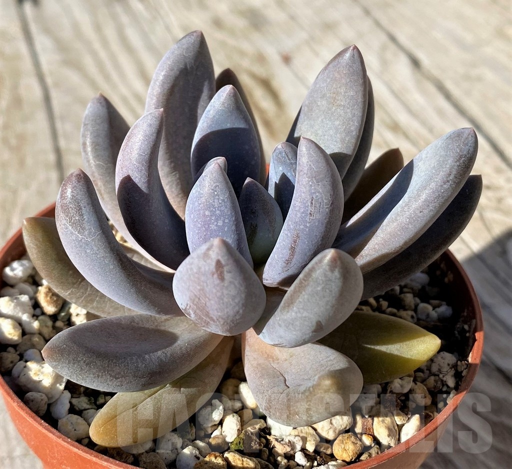 SH22127 Sedeveria ‘Blue Mist’