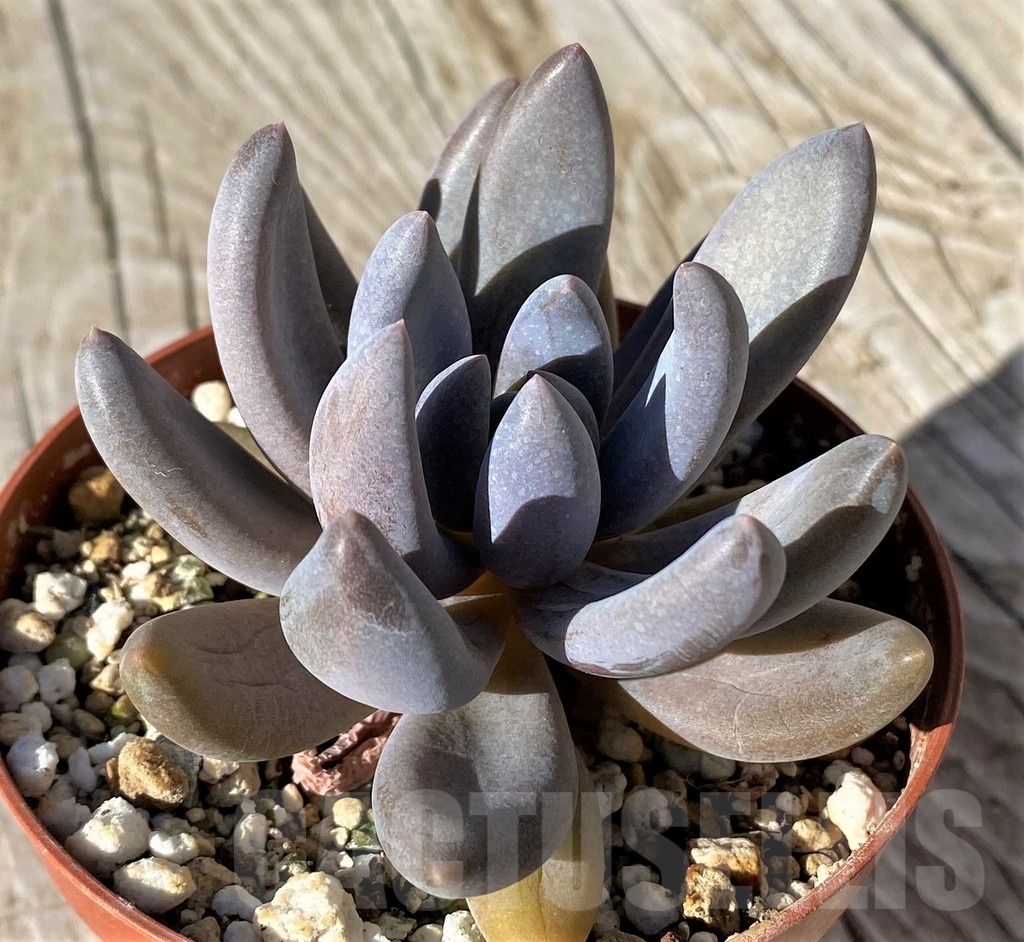 SH22127 Sedeveria ‘Blue Mist’ - Image 2