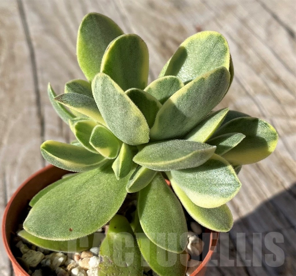 SH22128 Crassula 'Rusby' f. variegata