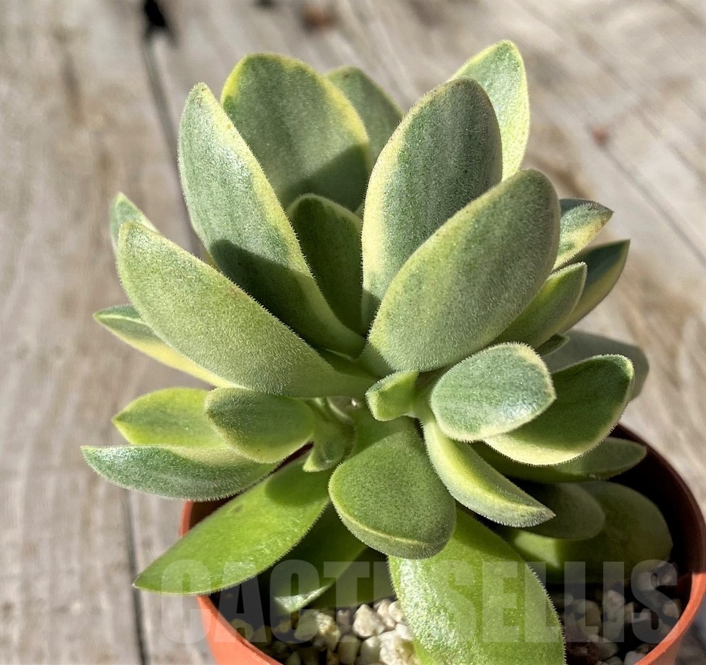 SH22128 Crassula 'Rusby' f. variegata - Image 2
