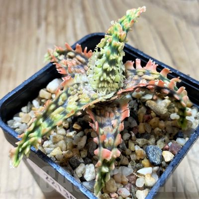 SH22130 Aloe TCT hybrid