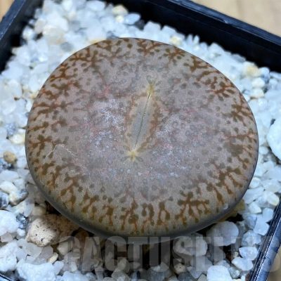 SH22340 Lithops pseudotruncatella