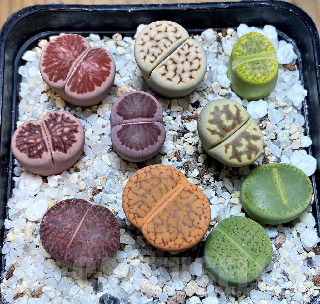 SH22341 Lithops mix - Image 2