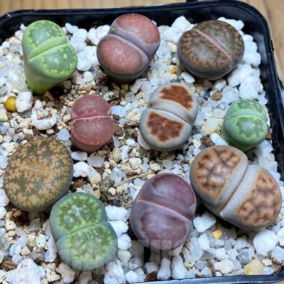 SH22342 Lithops mix