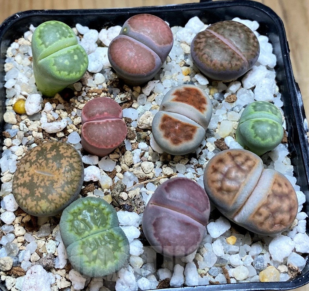 SH22342 Lithops mix