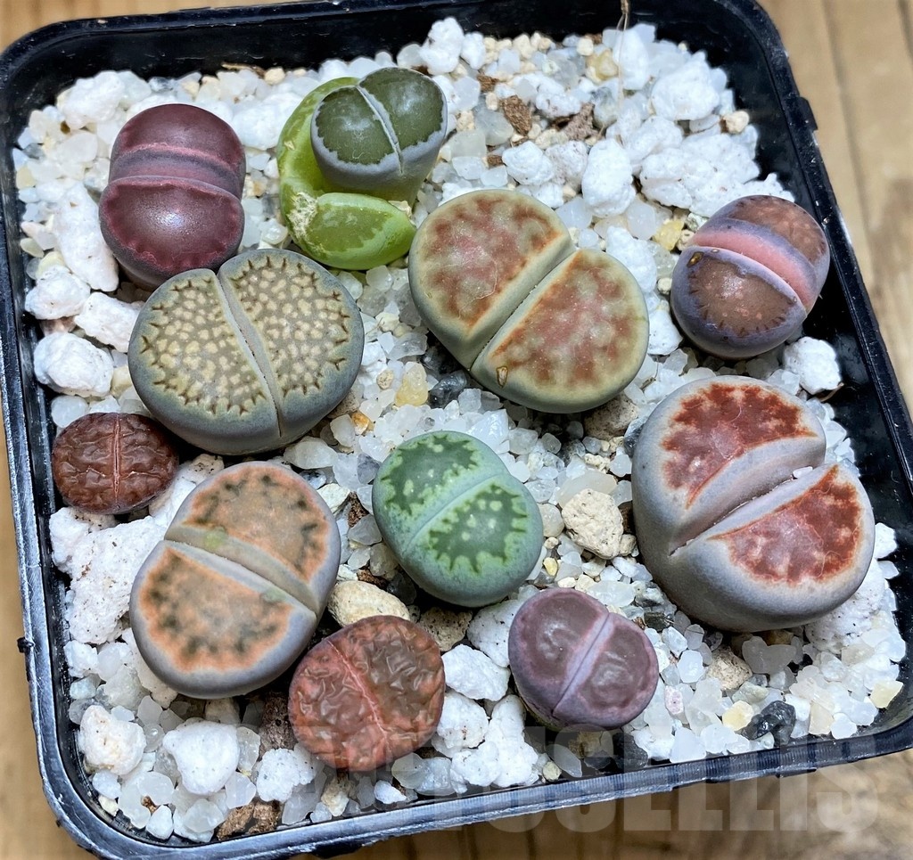 SH22344 Lithops mix