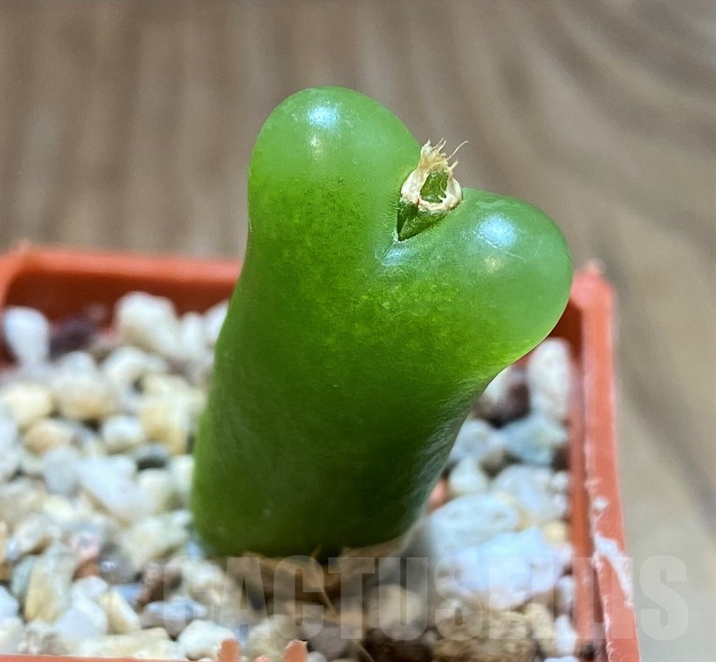 SH22296 Conophytum maughanii