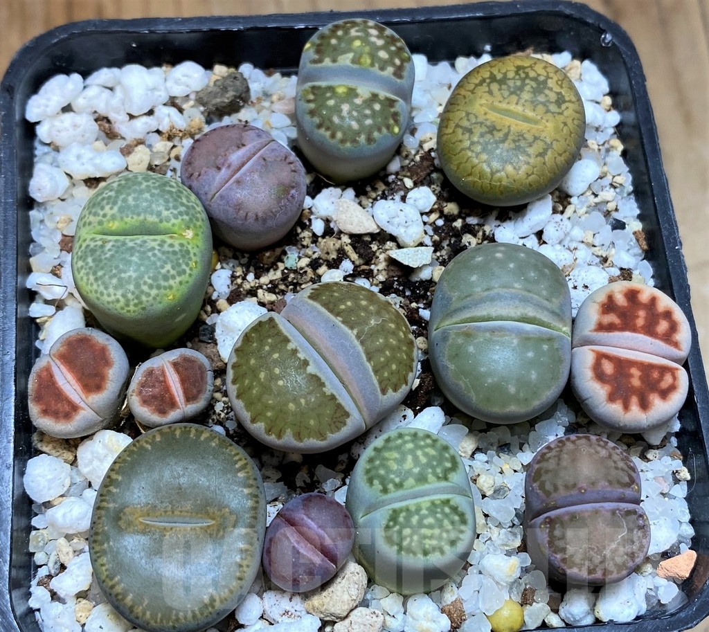 SH22345 Lithops mix