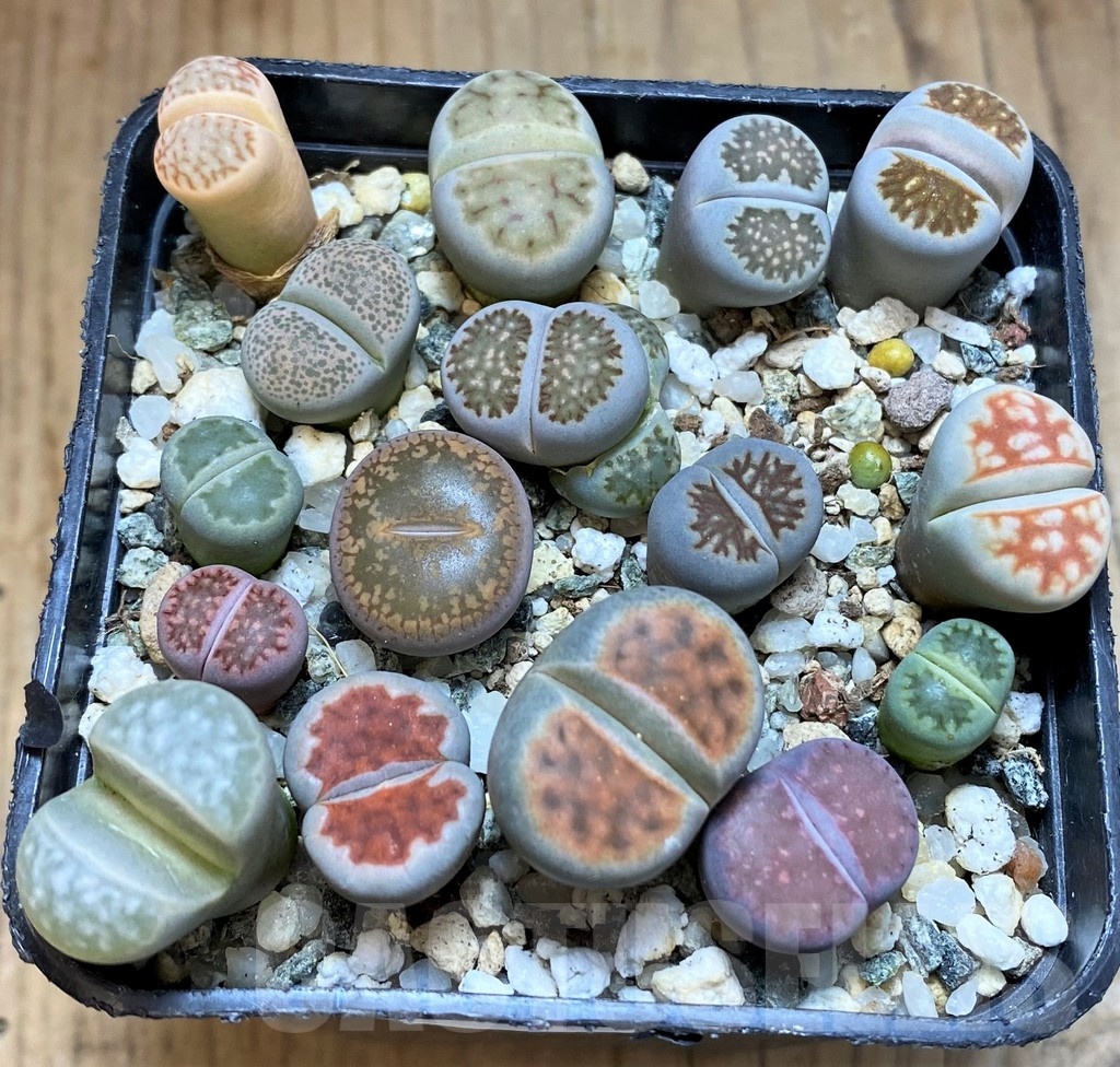 SH22347 Lithops mix