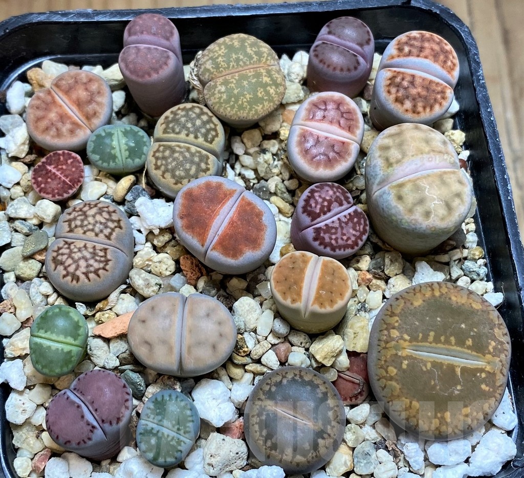 SH22348 Lithops mix