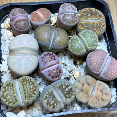 SH22351 Lithops mix
