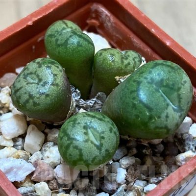 SH22297 Conophytum obcordellum