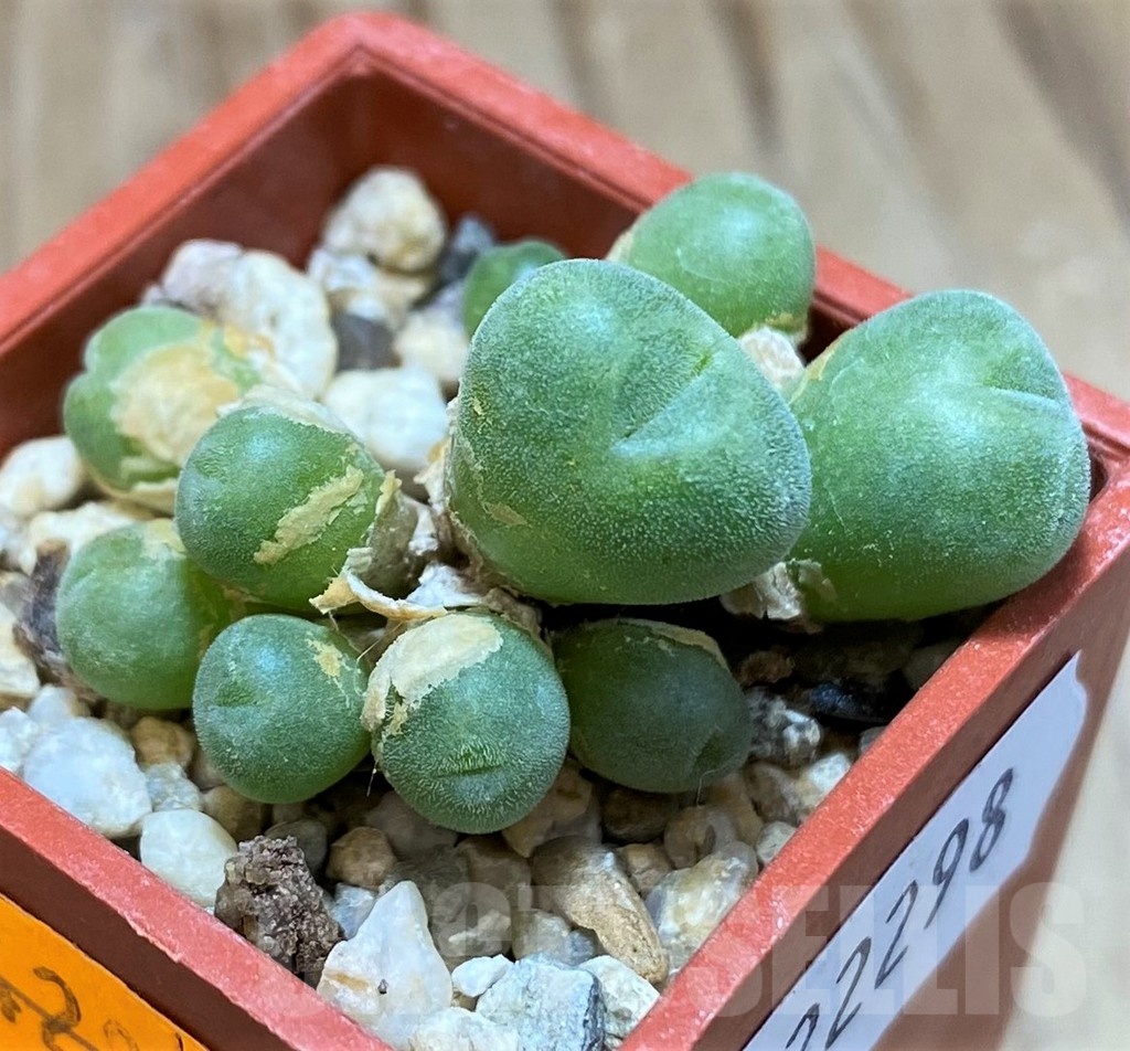 SH22298 Conophytum hians