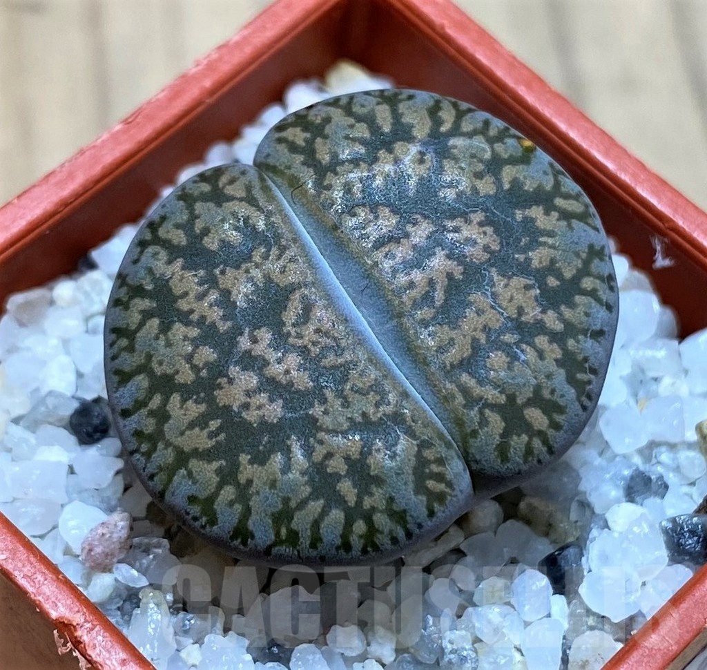 SH22303 Lithops lesliei