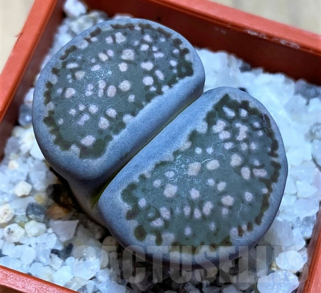 SH22305 Lithops halii