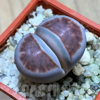 SH22307 Lithops karasmontana 'Lateritia'