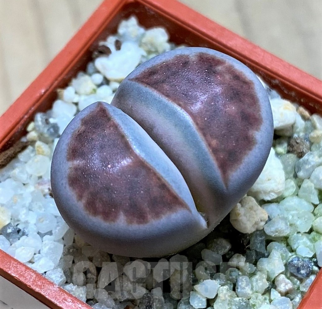 SH22307 Lithops karasmontana 'Lateritia'