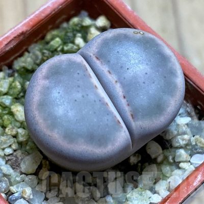 SH22308 Lithops karasmontana 'Opalina'