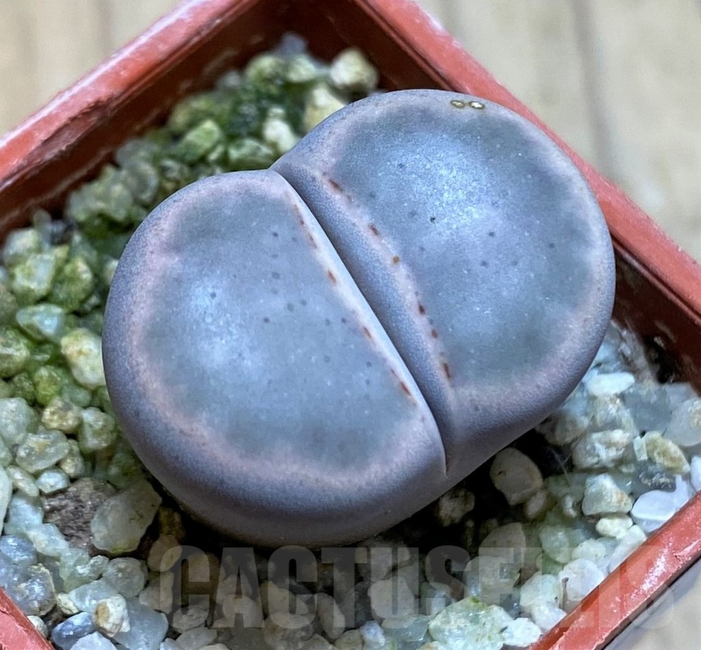 SH22308 Lithops karasmontana 'Opalina'