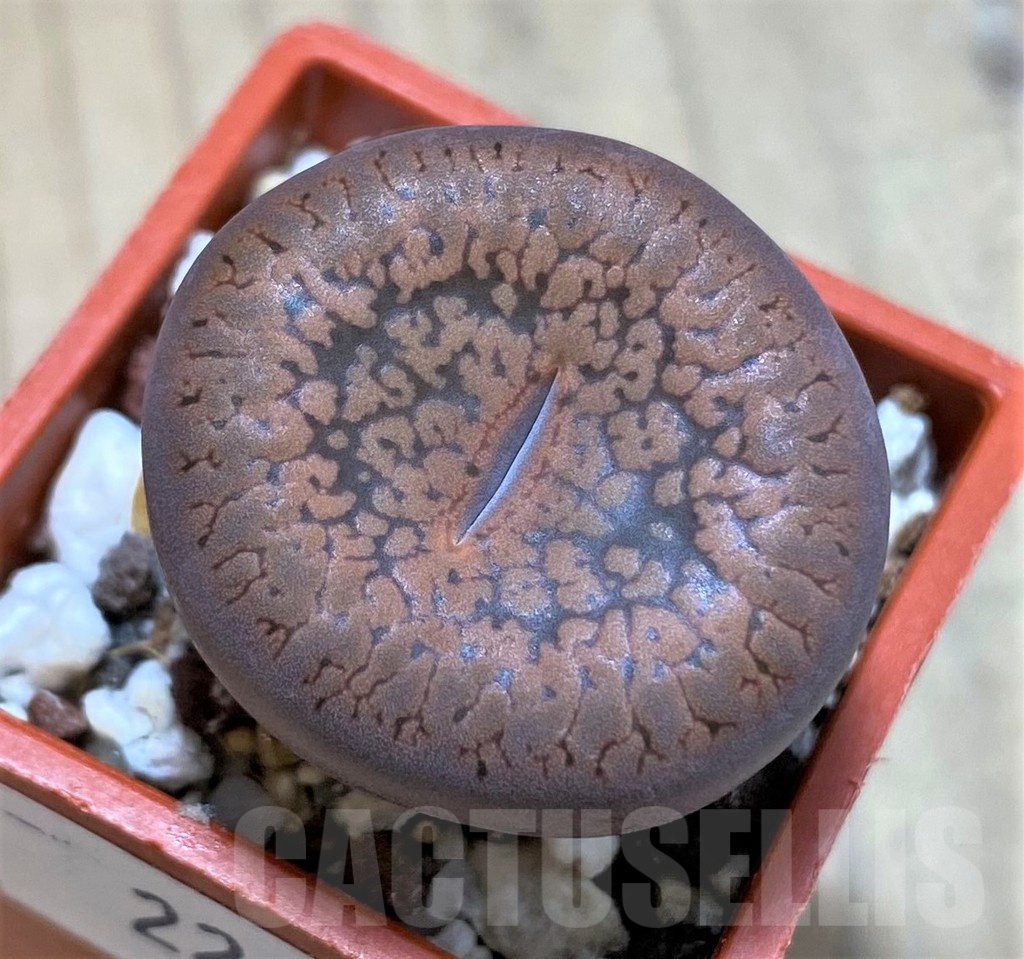 SH22310 Lithops aucampiae v. koelemanii
