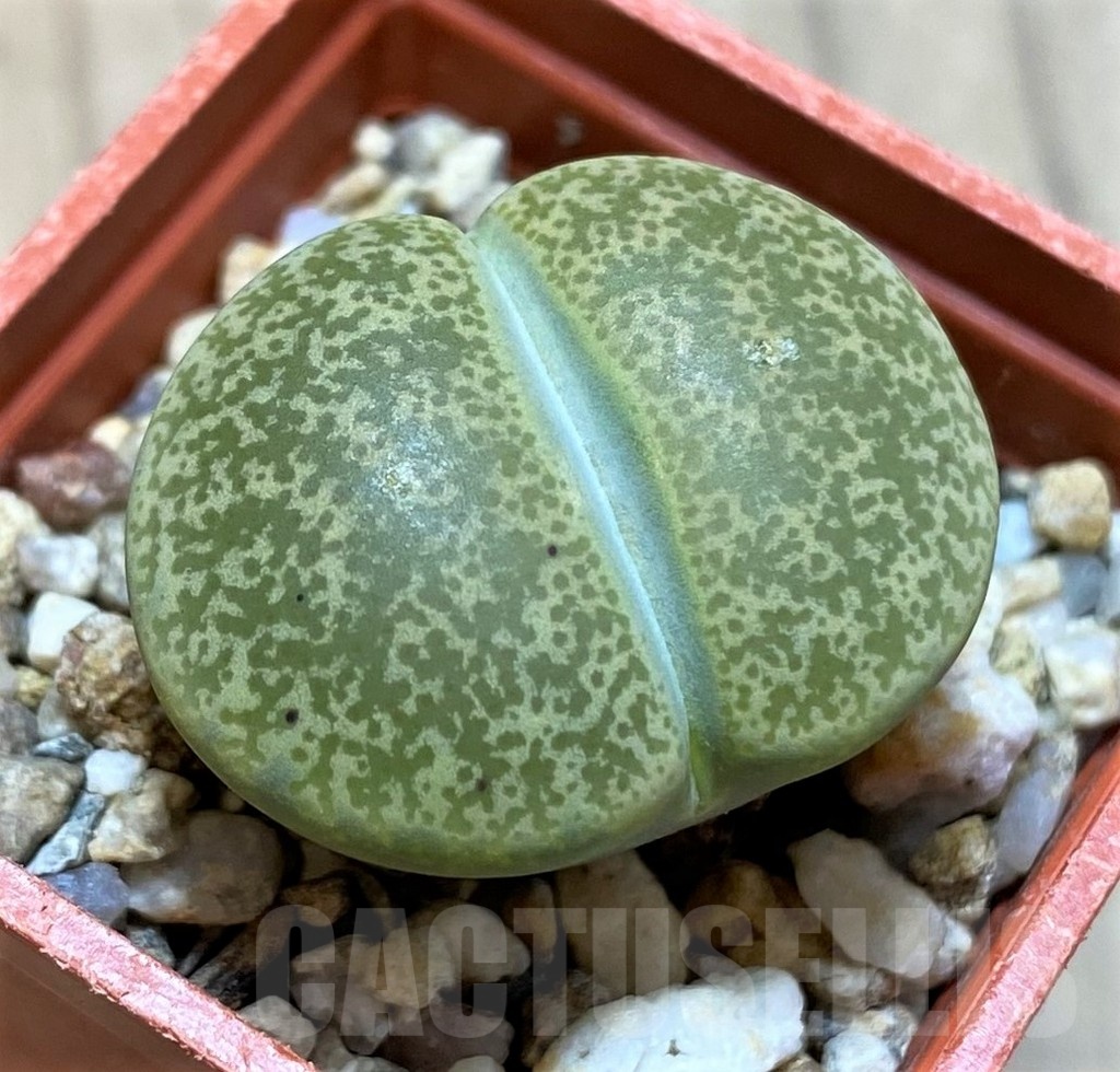 SH22312 Lithops lesliei C027