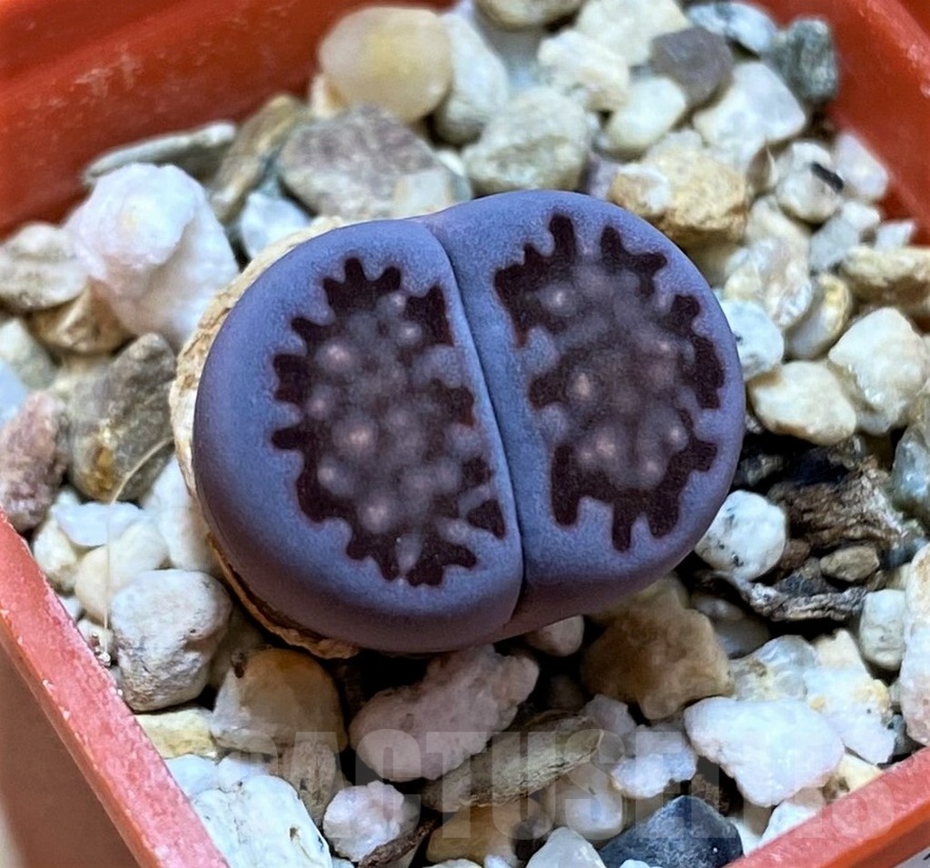 SH22316 Lithops salicola 'Sato's Violet'