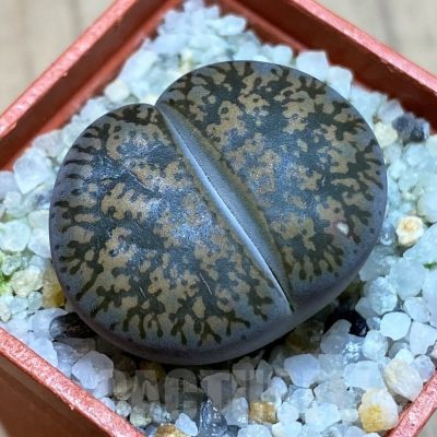 SH22321 Lithops lesliei