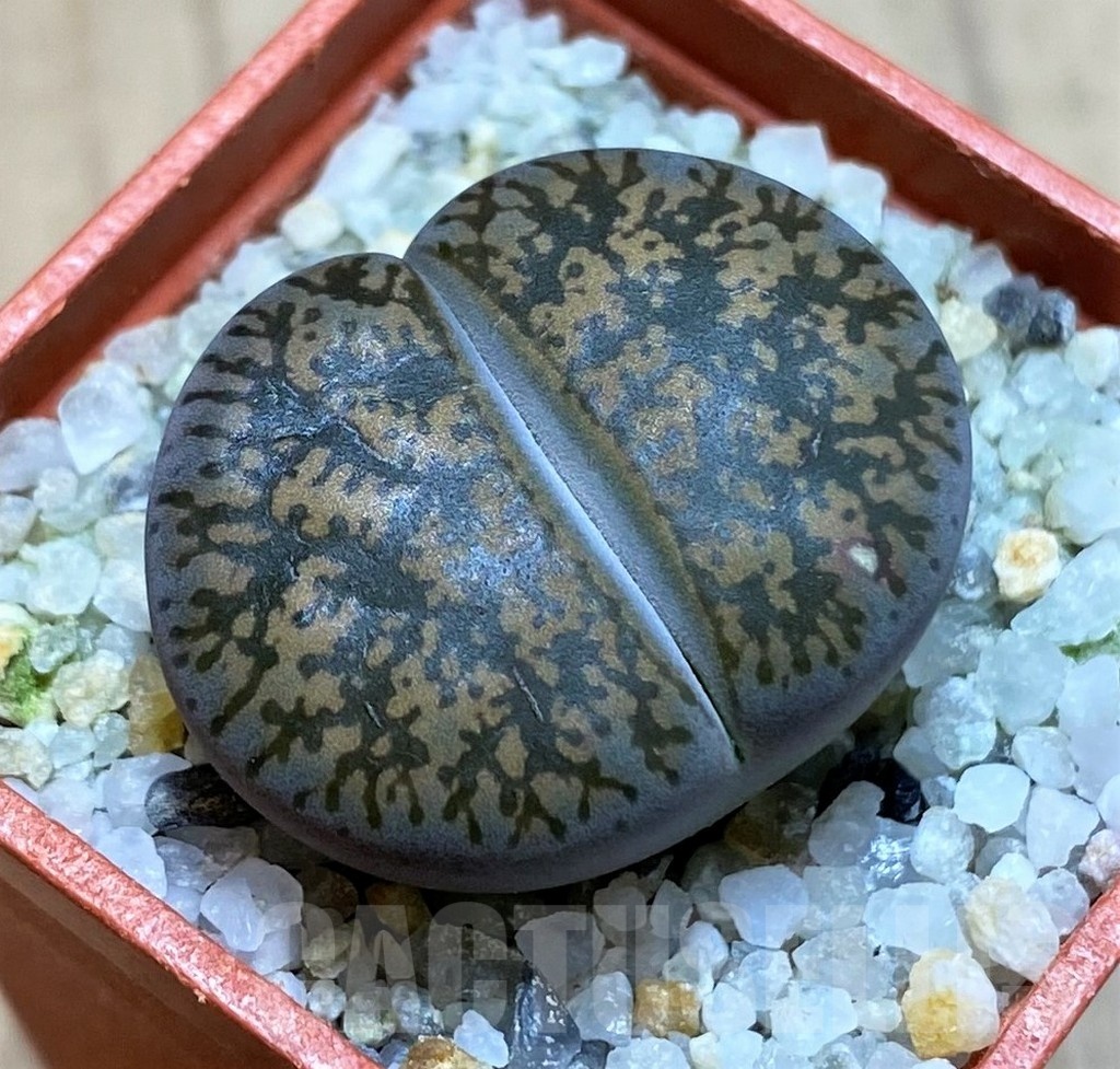 SH22321 Lithops lesliei
