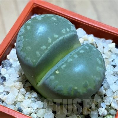 SH22324 Lithops otzeniana