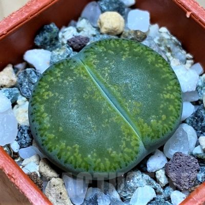SH22326 Lithops lesliei v. albinica