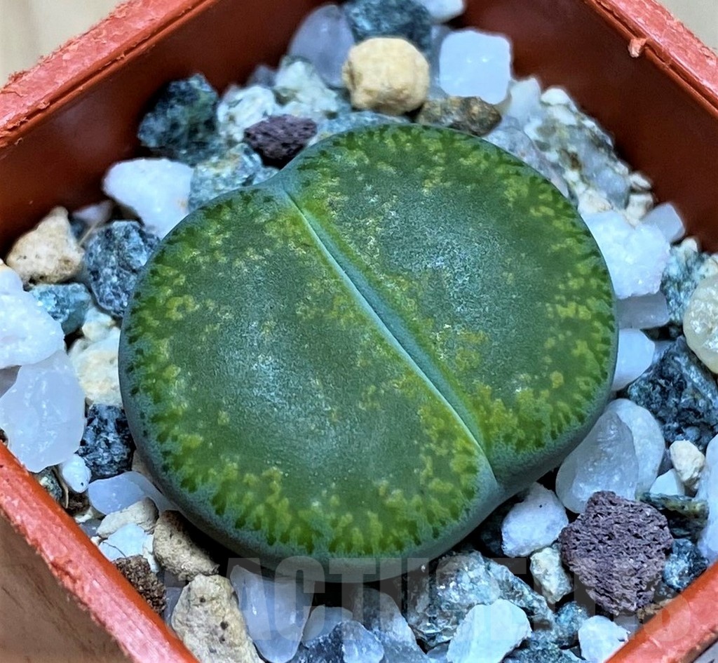 SH22326 Lithops lesliei v. albinica