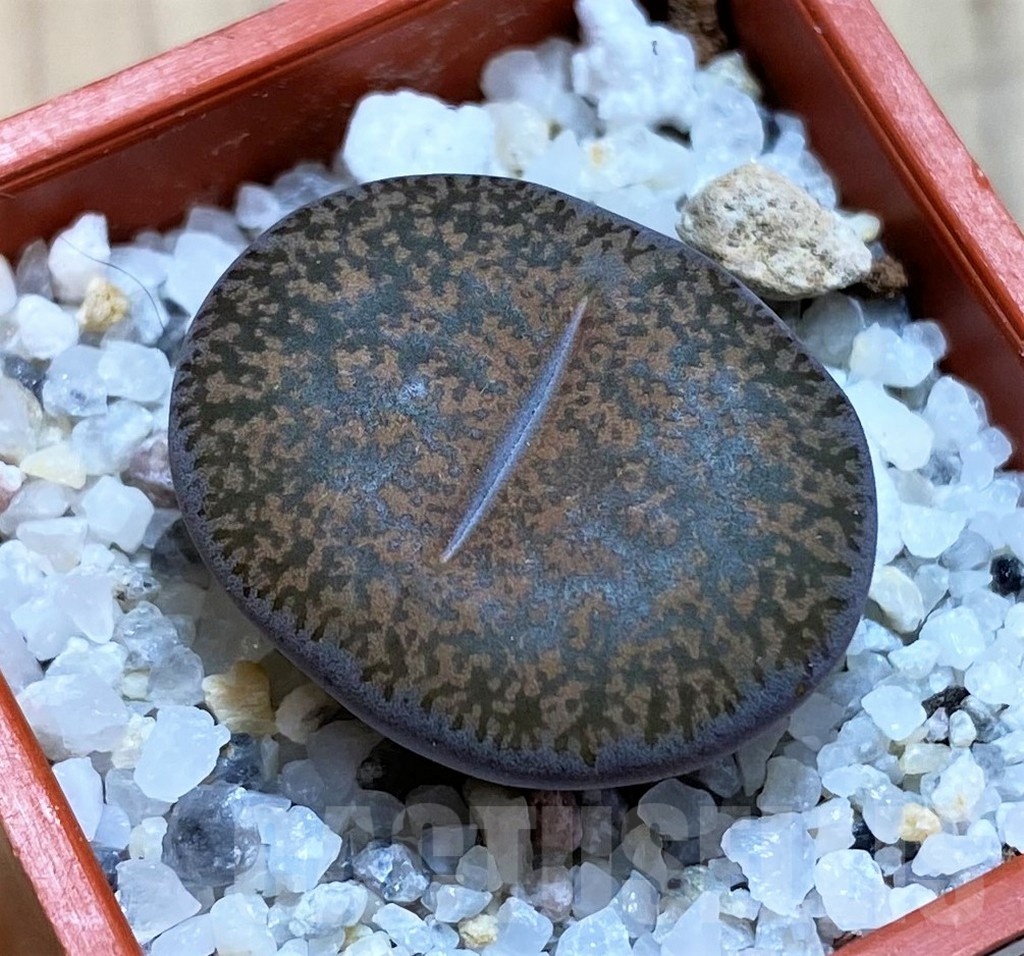 SH22329 Lithops lesliei C151