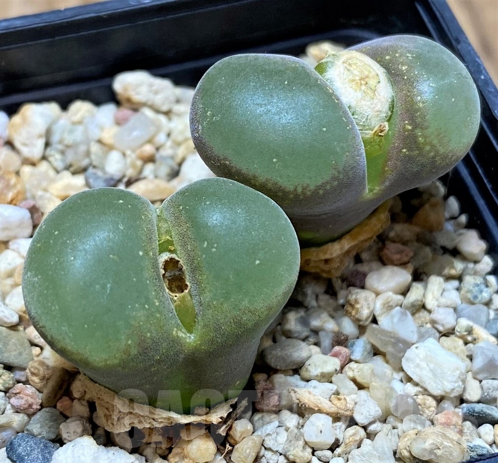 SH22295 Conophytum lydiae