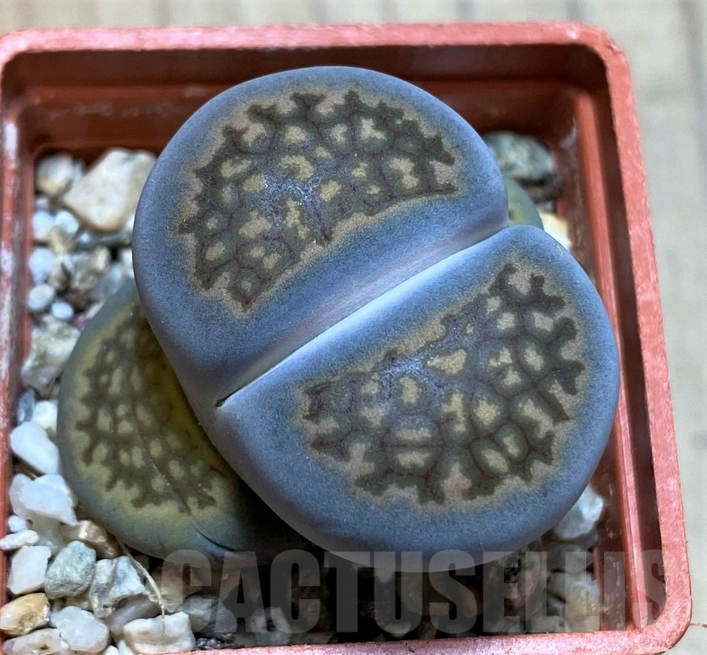 SH22331 Lithops halii