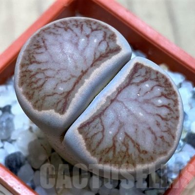 SH22332 Lithops julii ‘Kikushogiyoku’ hybrid