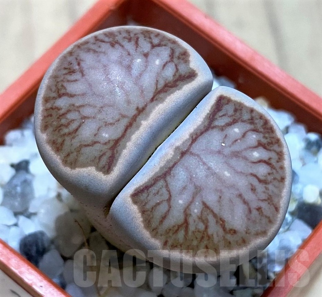 SH22332 Lithops julii ‘Kikushogiyoku’ hybrid