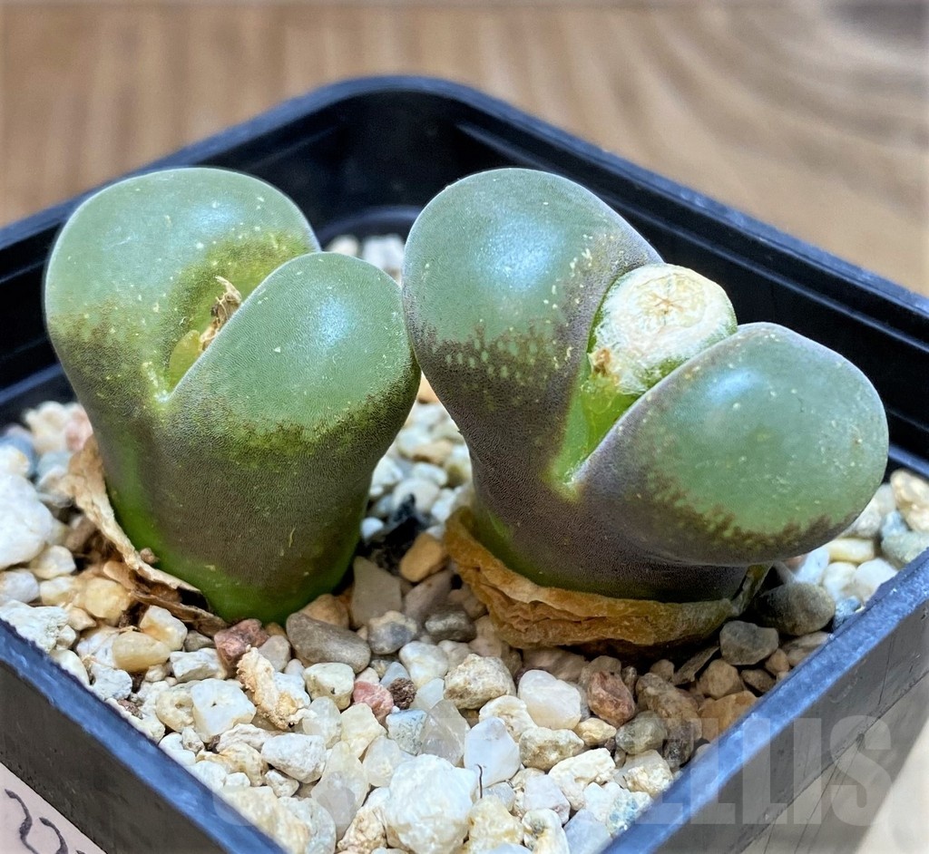SH22295 Conophytum lydiae - Image 2